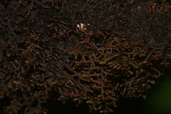 Frullania