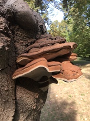 Ganoderma