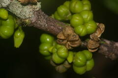 Melicope clusiifolia