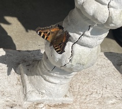 Aglais caschmirensis