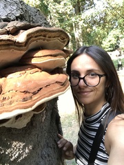 Ganoderma