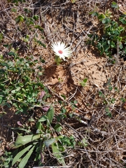 Cleretum bellidiforme