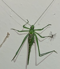 Insara elegans