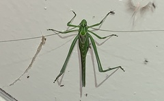 Insara elegans