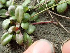 Lobelia anceps