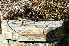 Oligosoma polychroma