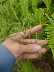 Paspalum scrobiculatum