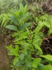 Citharexylum caudatum