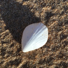 Magellania flavescens