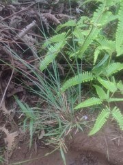 Andropogon virginicus
