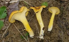 Cantharellus lewisii