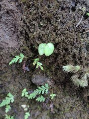 Begonia hirtella