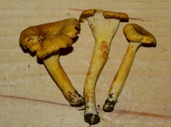 Cantharellus lewisii