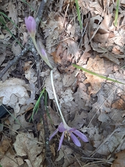 Colchicum lusitanum