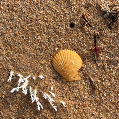 Mimachlamys asperrima