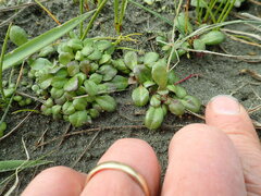 Lobelia anceps