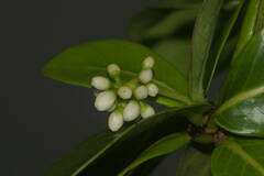 Psychotria kaduana