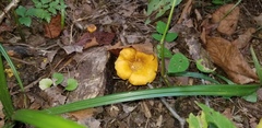Cantharellus lewisii