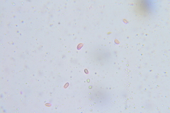 Cantharellus lewisii