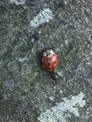 Harmonia quadripunctata