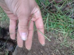 Paspalum scrobiculatum