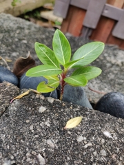 Catharanthus roseus