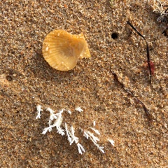 Mimachlamys asperrima