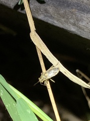 Brachycarenus tigrinus