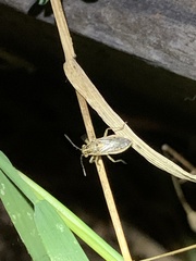 Brachycarenus tigrinus