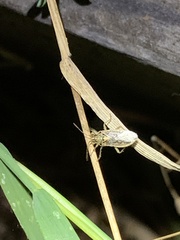 Brachycarenus tigrinus