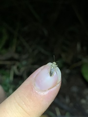 Brachycarenus tigrinus