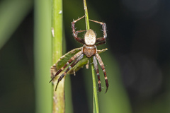 Argiope keyserlingi