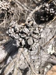 Callitris rhomboidea