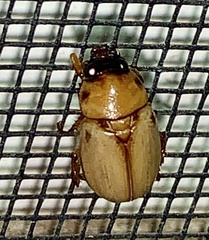 Cyclocephala