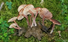 Lactarius carbonicola