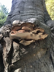 Ganoderma