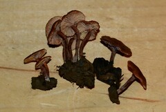 Lactarius carbonicola