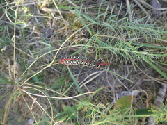 Hyles euphorbiae