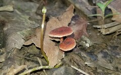 Lactarius carbonicola