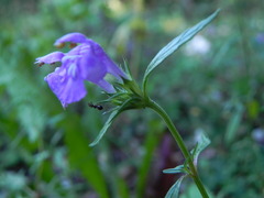 Galeopsis angustifolia