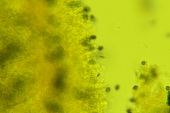 Lactarius carbonicola