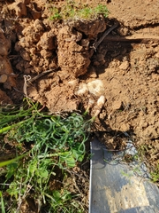 Gethyllis lanuginosa