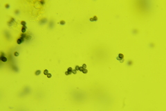 Lactarius carbonicola