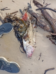 Plectropomus leopardus