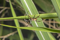Argiope keyserlingi