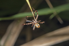 Argiope keyserlingi