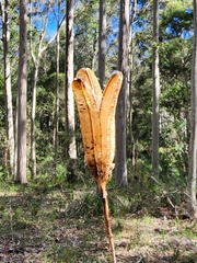 Lilium formosanum