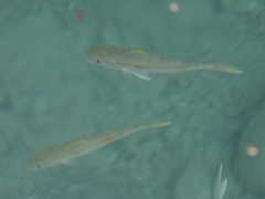 Mulloidichthys vanicolensis