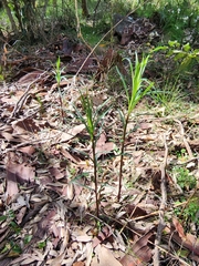 Lilium formosanum