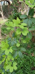 Akebia quinata
